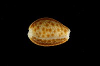 藏品(紅花寶螺)的圖片